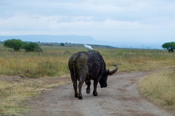 Night Game Drive Safari in Nairobi National Park
