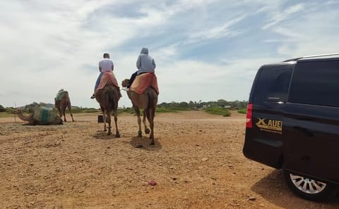 Camel Ride Tour to Cap Spartel and Hercules Cave from Tangier