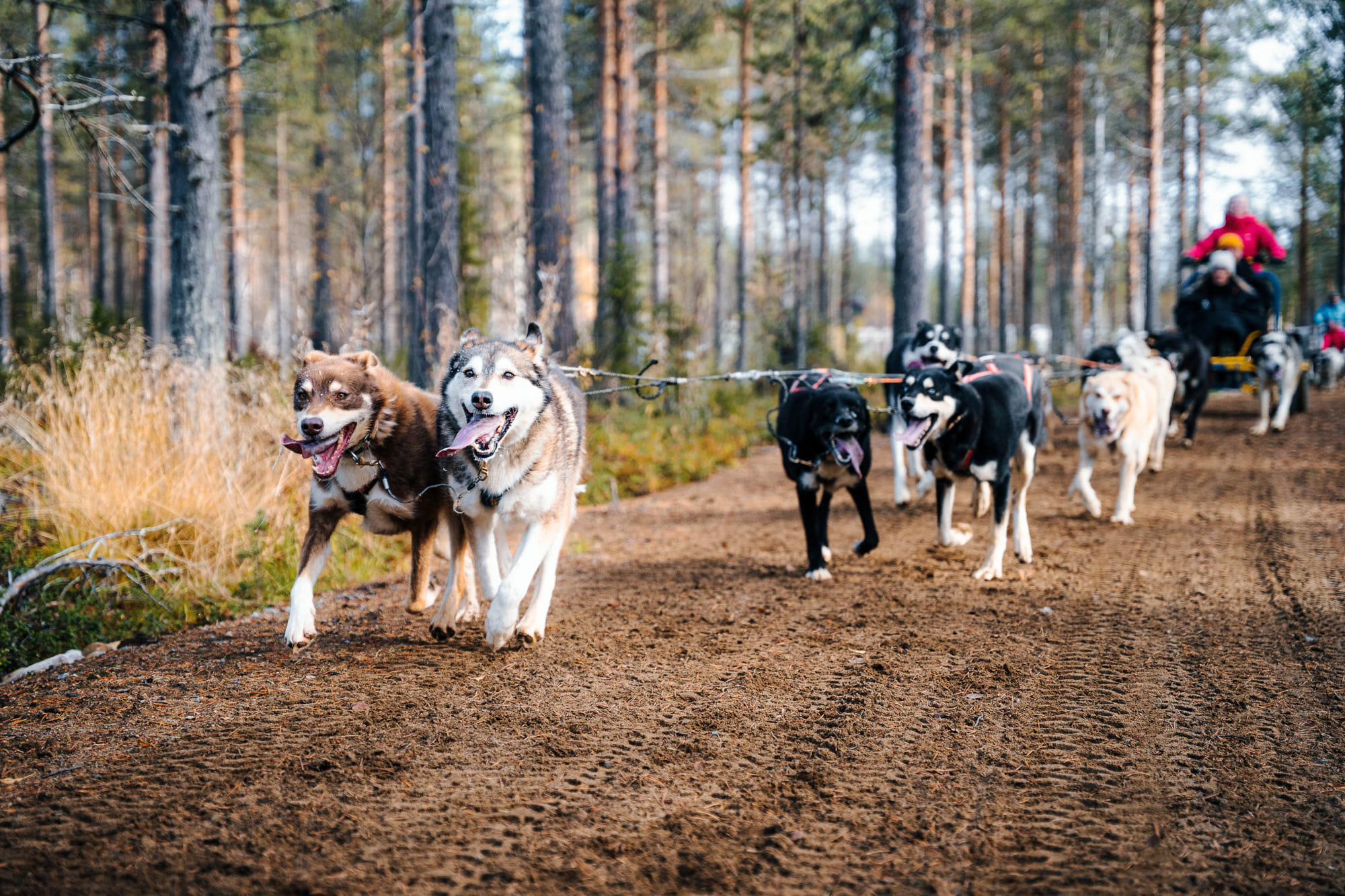 Husky Cart adventure in Levi Finland Lapland