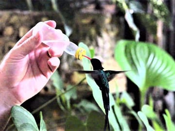 Bird Sanctuary