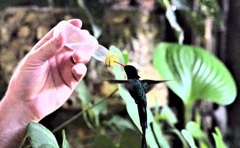 Rocklands Bird Sanctuary and Montego Bay Tour from Falmouth