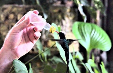 Rocklands Bird Sanctuary and Montego Bay Tour from Falmouth