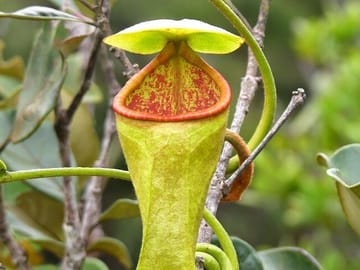 Sinharaja-Rain-Forest-Day-Tour-From-Colombo-3