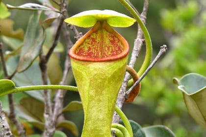 Sinharaja Rain Forest Day Tour From Colombo