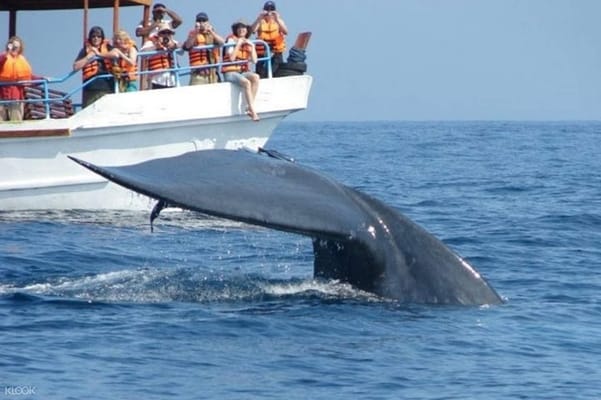 Mirissa Whale Watching Tour From Hikkaduwa