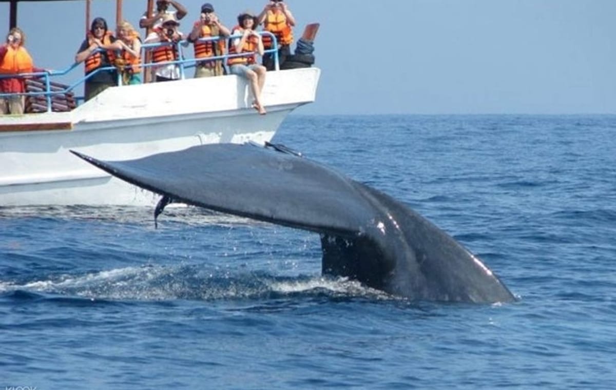 Mirissa Whale Watching Tour From Hikkaduwa