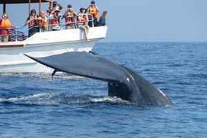 Mirissa Whale Watching Tour From Hikkaduwa