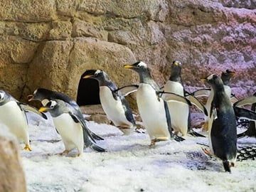 Dubai Aquarium and Underwater Zoo plus Penguin Cove Tickets