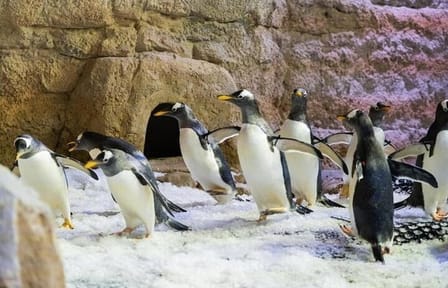 Dubai Aquarium and Underwater Zoo plus Penguin Cove Tickets