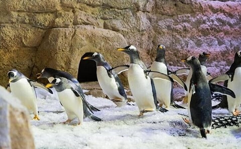 Dubai Aquarium and Underwater Zoo plus Penguin Cove Tickets