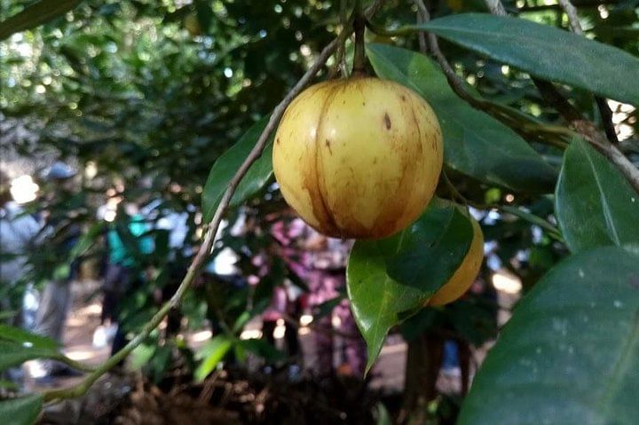 Zanzibar Spice Farm Tour