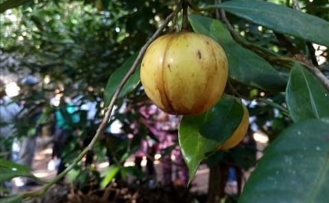 Zanzibar Spice Farm Exploration Tour in Tanzania
