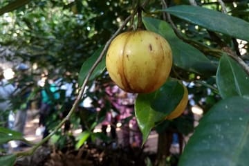 Zanzibar Spice Farm Exploration Tour in Tanzania