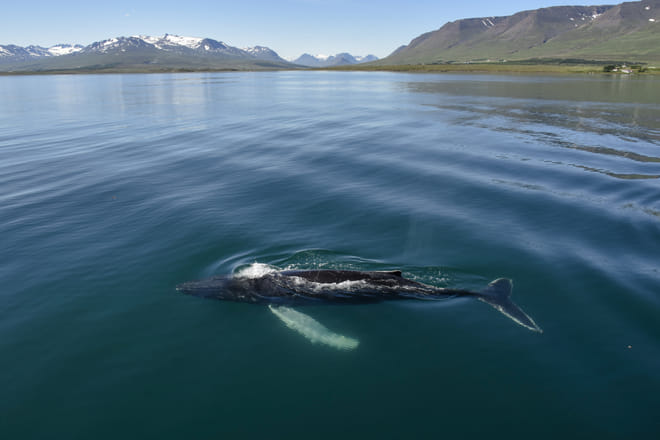 Akureyri Classic Whale Watching 5