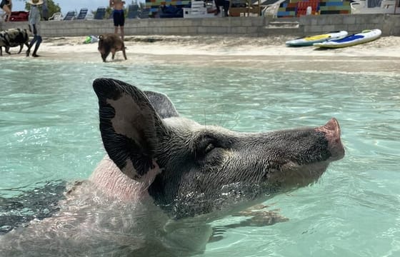 Swim with the Pigs Safari in Bahamas (2hrs)
