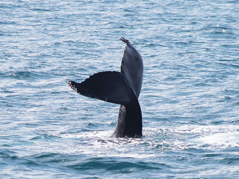 Húsavík: Whale Watching Tour with Heated Indoor Seating, photo 8
