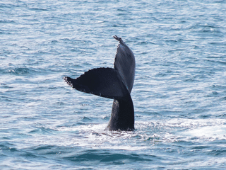 Húsavík: Small-Family Run, Responsible Whale Watching, photo 8
