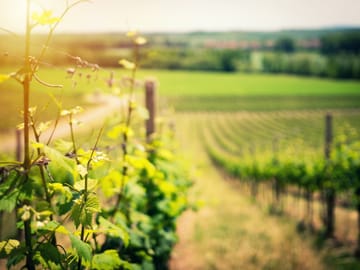Wine Tasting Tour in Boscotrecase near Vesuvius from Naples