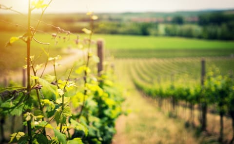 Wine Tasting Tour in Boscotrecase near Vesuvius from Naples