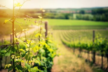 Wine Tasting Tour in Boscotrecase near Vesuvius from Naples