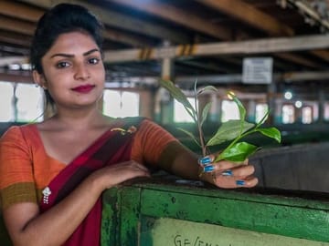 The Tea Hubs of Srilanka