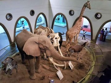 Nairobi Museum Snake Park Giraffe Center and Beads Center Tour
