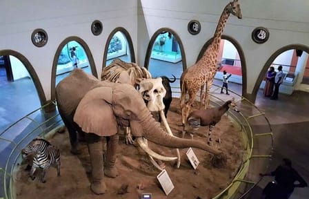 Nairobi Airport Layover Tour to Nairobi National Museum