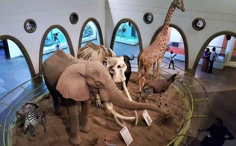 Nairobi Airport Layover Tour to National Museum Highlights