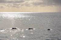 Premium Whales & Midnight Sun 6