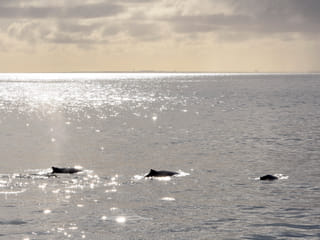 Premium Whales & Midnight Sun, photo 6