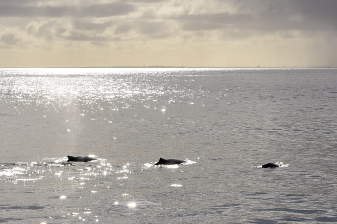 Premium Whales & Midnight Sun 6