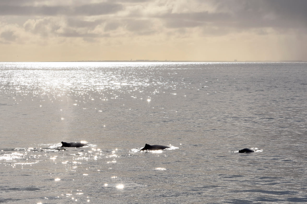 Premium Whales & Midnight Sun 6