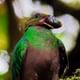 Famele of the Resplendent Quetzal Cloud Forest hanging Bridges tour