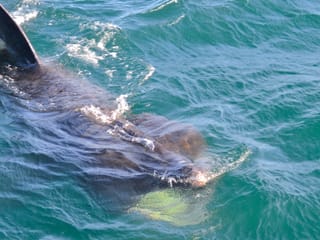 Reykjavík Classic Whale Watching , photo 26
