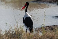 3-Day Nairobi National Park Safari 7