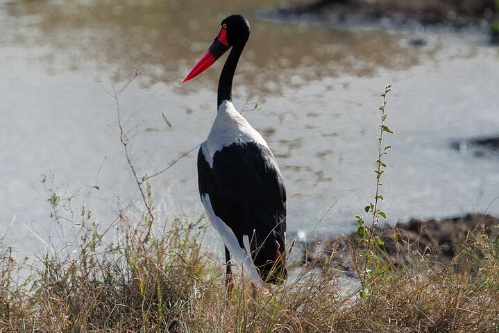 3-Day Nairobi National Park Safari 7