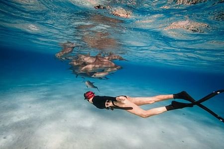 Snorkeling Adventure at Sataya Dolphin House with Lunch in Marsa Alam