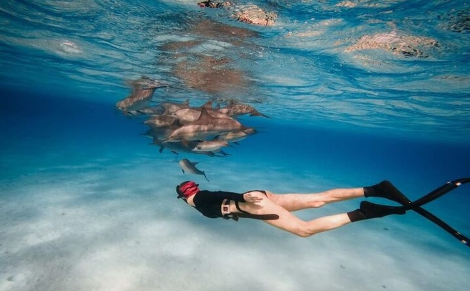 Snorkeling Tour at Sataya Dolphin House in Marsa Alam