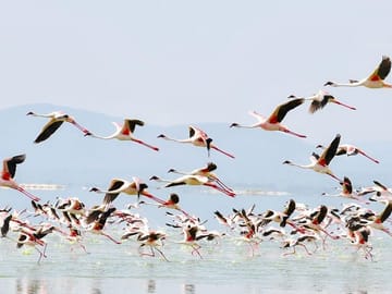 6-Day Safari Tour of Amboseli, Lake Naivasha & Maasai Mara