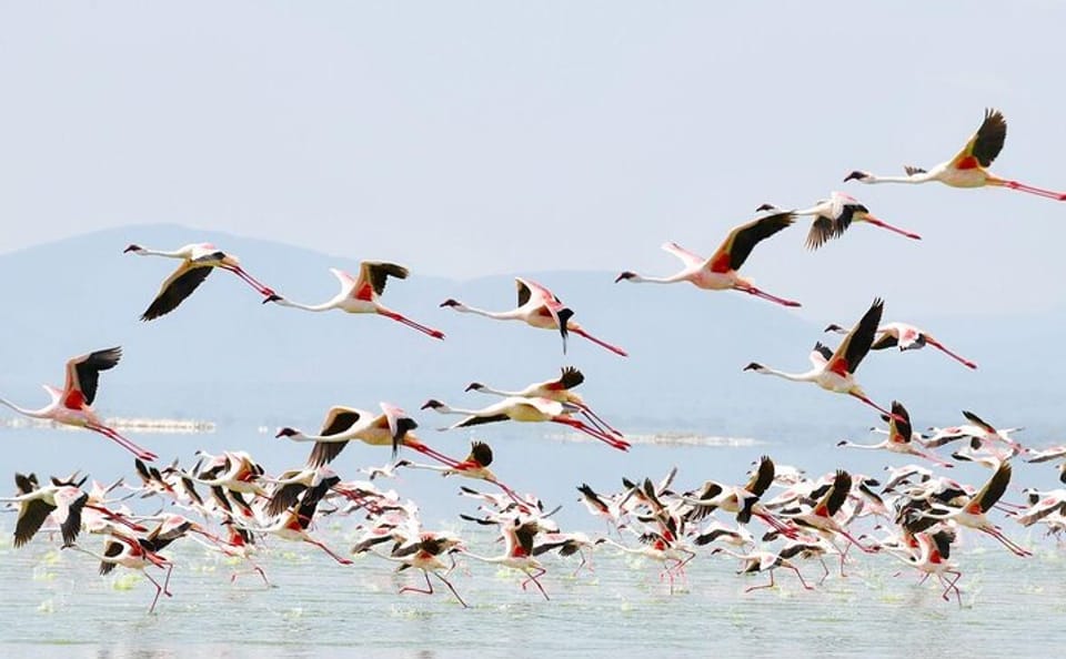 6-Day Safari Tour of Amboseli, Lake Naivasha & Maasai Mara