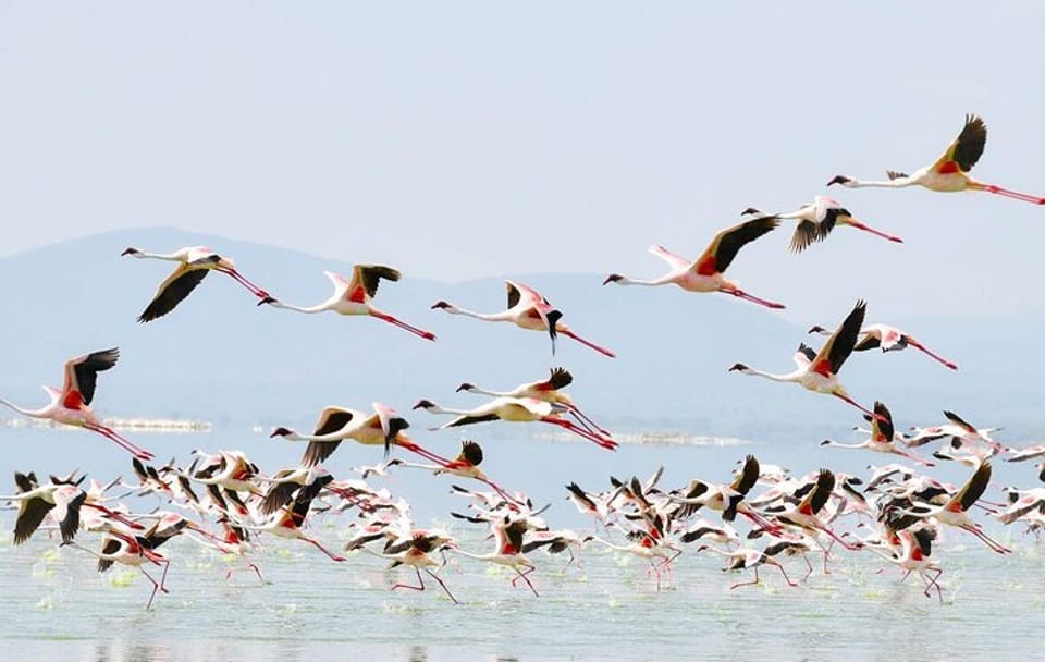 6-Day Safari Tour of Amboseli, Lake Naivasha & Maasai Mara