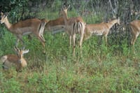 Impala