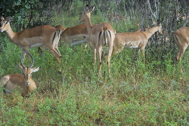 Impala