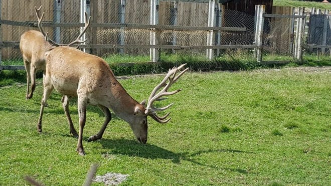 From Brasov: Day Trip to the Bison Reserve & Traditional Lunch 7