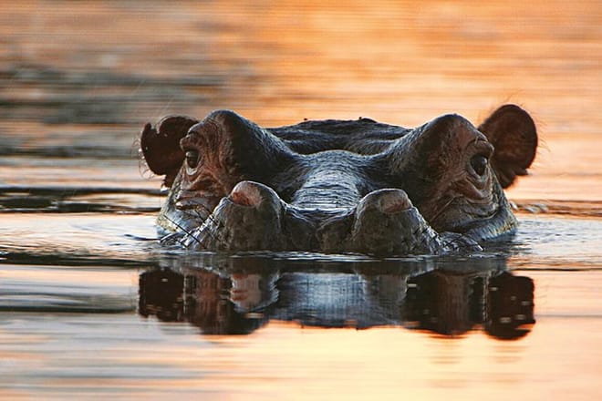 Hippo