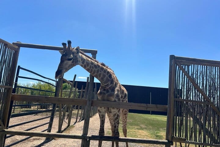 Giraffe Encounter and Lion Park with Wine Tasting in Stellenbosch