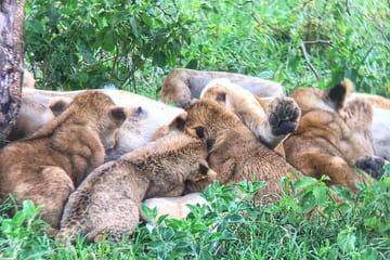 Three-Day Guided Safari in Maasai Mara from Nairobi