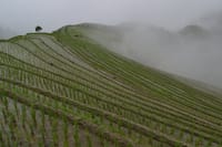 Longji rice fields