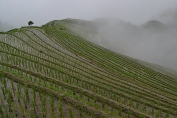 Longji Rice Terraces Dazhai Rice Terraces via ropeway Tour