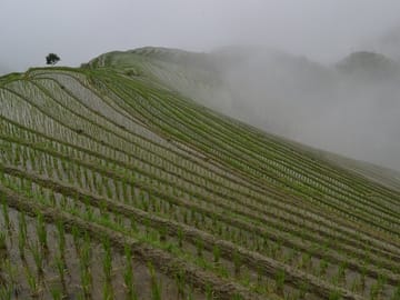 Longji rice fields